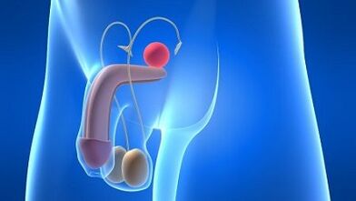 Lubrication in men during excitement what is